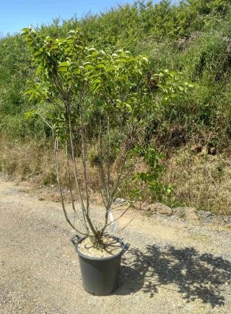 SYVMI 30L Alt.150/175 E