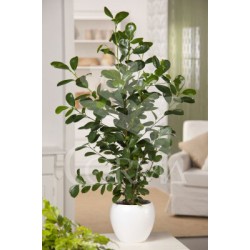 FINIT sin formato 500 E