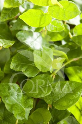 FIREP 3L 1caña/tut.90 E