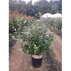 ELECO 18L Alt.100/125 E