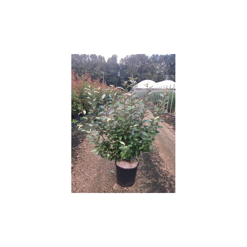 ELECO 18L Alt.100/125 E