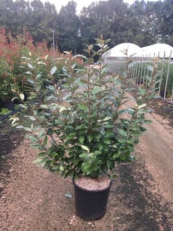 ELECO 18L Alt.100/125 E