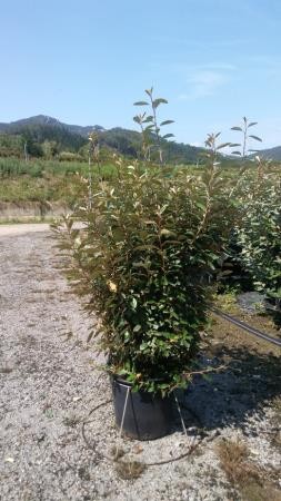 ELECO 30L Alt.125/150 E