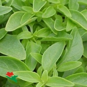 ALBAC 13 Bye Mosquitos