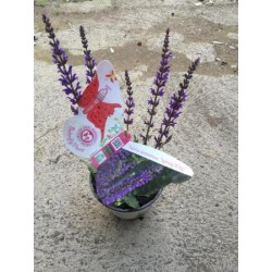 SASKI 14 Serig. "Butterfly"