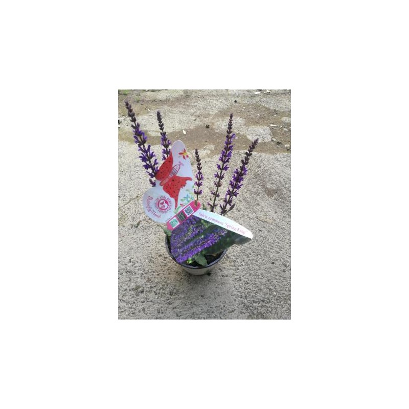 SASKI 14 Serig. "Butterfly"