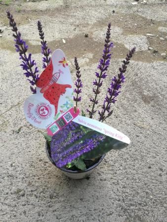 SASKI 14 Serig. "Butterfly"