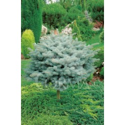 PIPGL 30L Alt.50/75 E