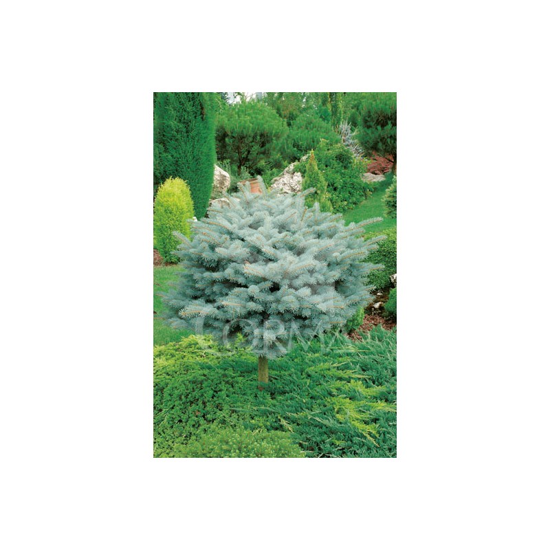 PIPGL 30L Alt.50/75 E