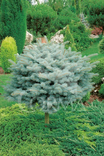 PIPGL 30L Alt.50/75 E