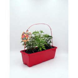 PIPIC J40 "TRIoh!" E