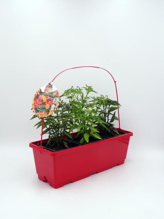 PIPIC J40 "TRIoh!" E