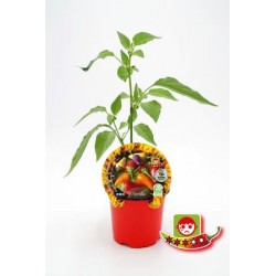 PIPIC 10,5 Picante...