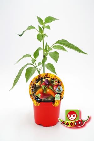 PIPIC 10,5 Picante Explosive Em E