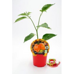 PIPIC 10,5 Picante Habanero...
