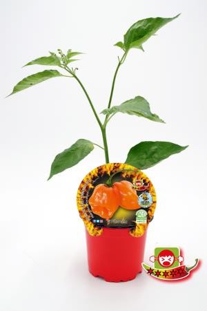 PIPIC 10,5 Picante Habanero Nar E