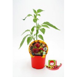 PIPIC 10,5 Picante Cherry...