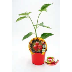 PIPIC 10,5 Picant Habanero...