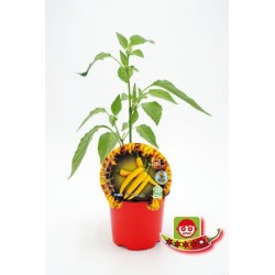 PIPIC 10,5 Picante Hot Lemon E