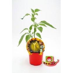 PIPIC 10,5 Picante Hot...