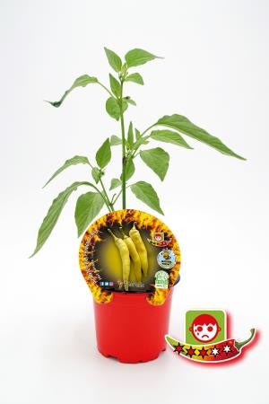 PIPIC 10,5 Picante Hot Banana E