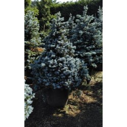 PIPMO 30L Alt.100/125 E