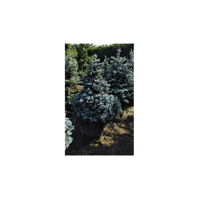 PIPMO 30L Alt.100/125 E