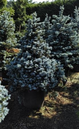 PIPMO 30L Alt.100/125 E