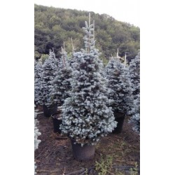 PIPMO 40L Alt.125/150 E