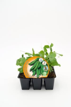 PISSA Band.08x06 Guisante Mata Baja E