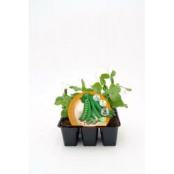 PISSA Band.08x06 Guisante...