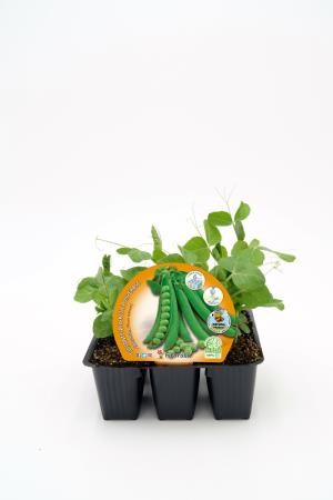 PISSA Band.08x06 Guisante Mata Alta E