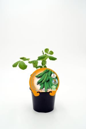 PISSA 10,5 Guisante Mata Baja E