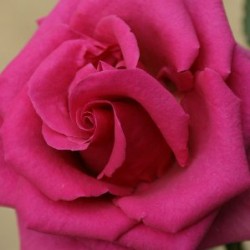 ROSAL 20 TT Arbusto...