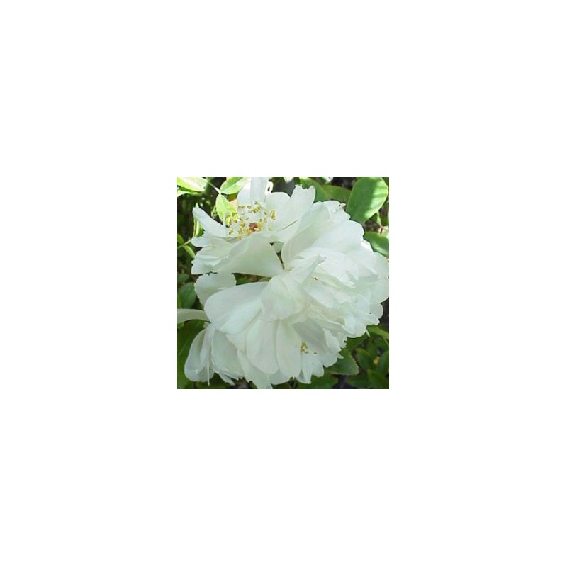 ROSBA 5L 1caña/tut.120/140 E