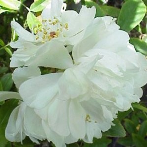 ROSBA 5L 1caña/tut.120/140 E