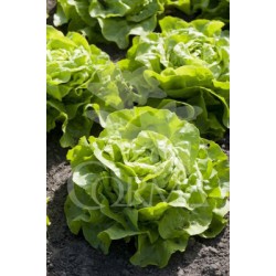 LECHO 10,5 Lechuga Iceberg E