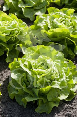 LECHO 10,5 Lechuga Iceberg E