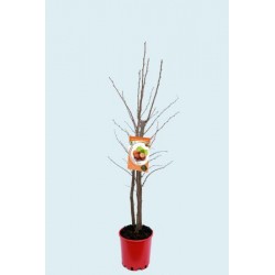 COANE 10L Alt.125/150 E