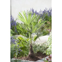 TRACH 55L Alt.70/80cm E