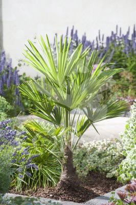 TRACH 55L Alt.70/80cm E