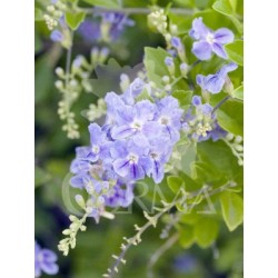 DURRE 15,5x15,5:2,5L...