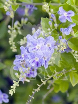 DURRE 15,5x15,5:2,5L Mediterránia