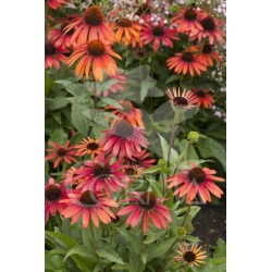 ECHCO 17,5x17,5:4L MC