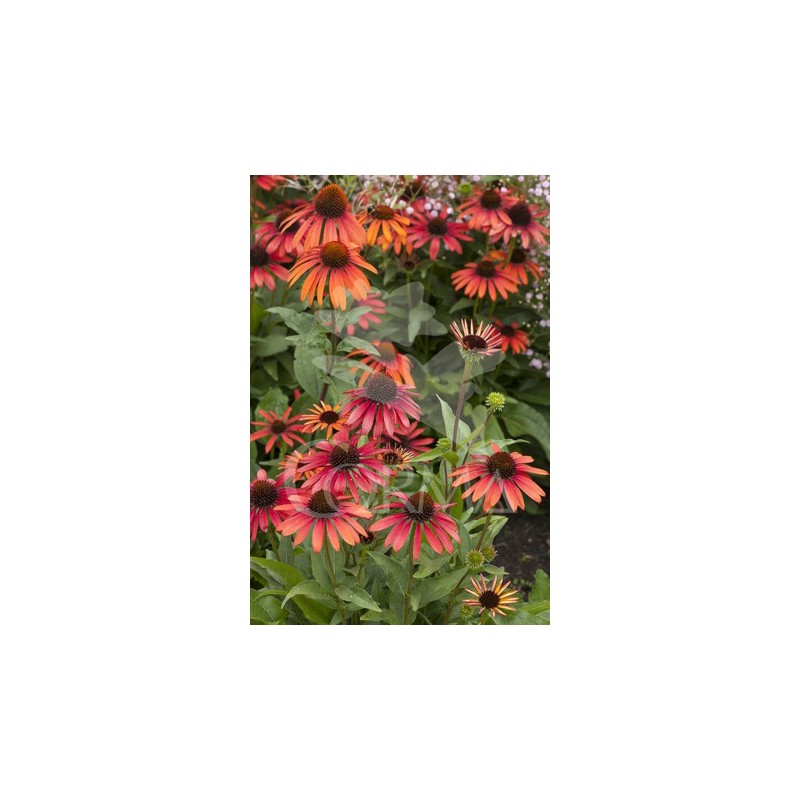 ECHCO 17,5x17,5:4L MC