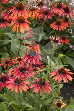 ECHCO 17,5x17,5:4L MC