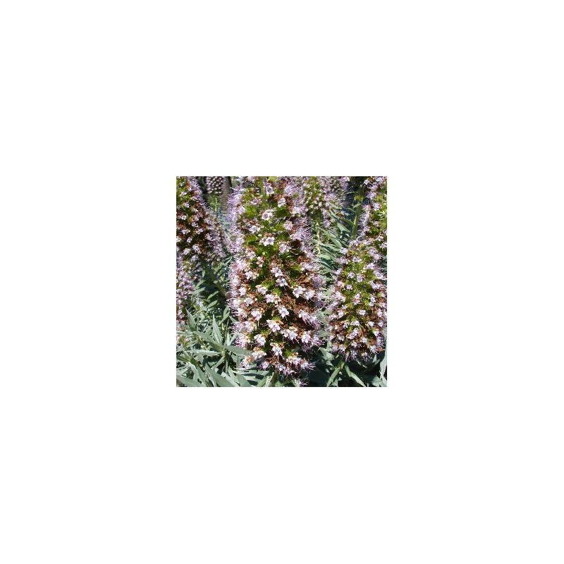 ECHFA 15,5x15,5:2,5L Mediterránia