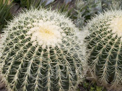 ECHGR 15 Bola 15/20 E