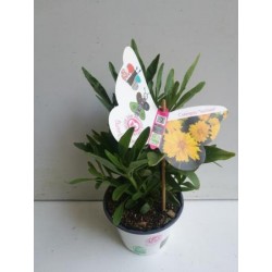 CORSN 14 Serig. "Butterfly"