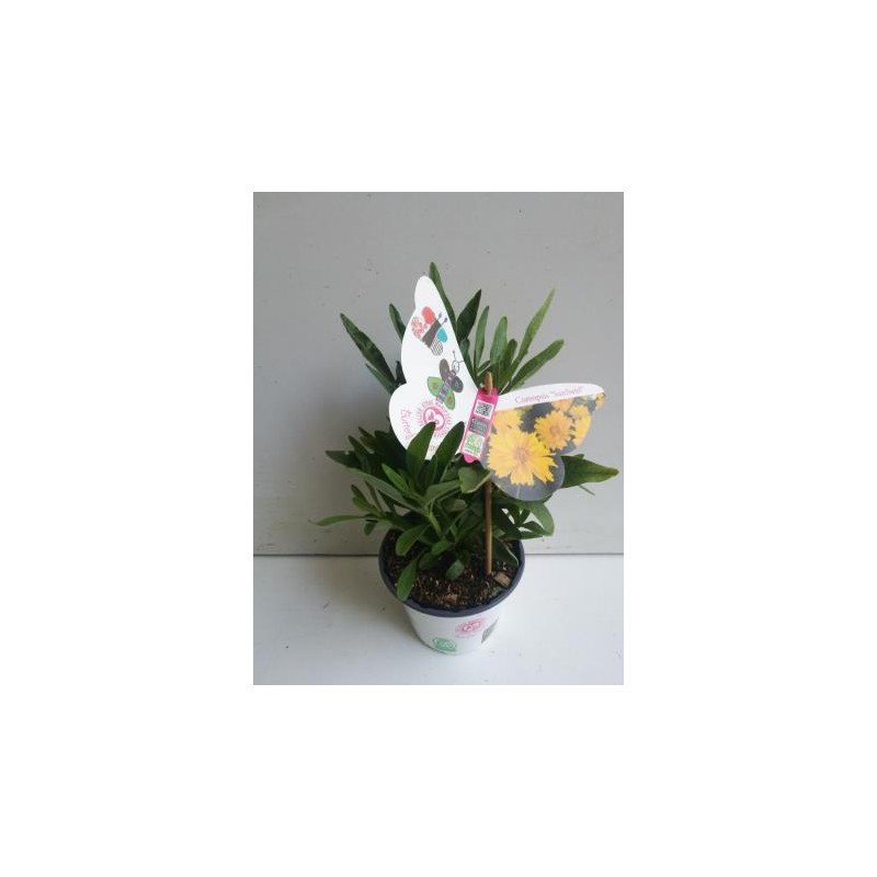 CORSN 14 Serig. "Butterfly"